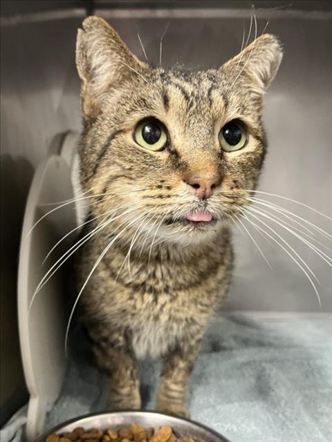 *LINUS - Domestic Short Hair available for adoption