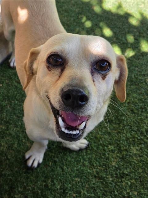 *FLYNN - Chihuahua available for adoption