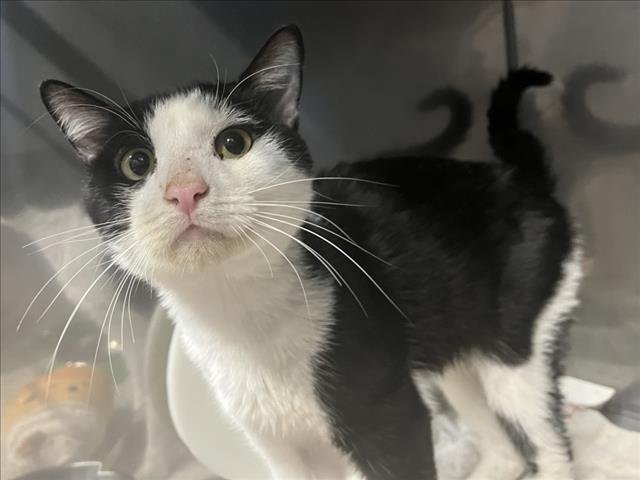 *SPARKY - Domestic Short Hair available for adoption