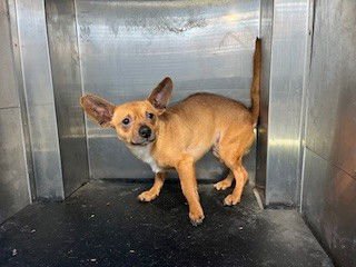 *REMI - Chihuahua available for adoption