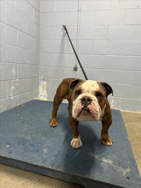 *WARBLER - Bulldog available for adoption