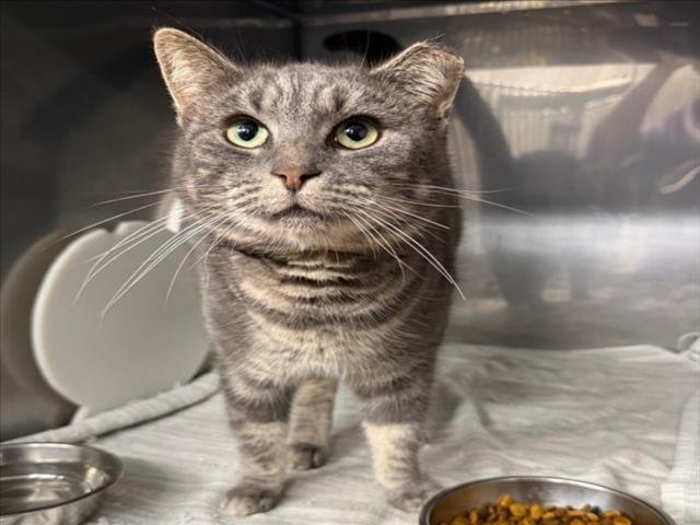 *GABBY - Domestic Short Hair available for adoption