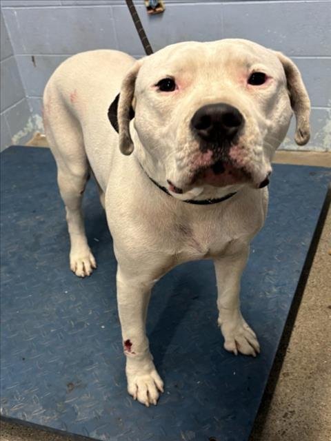 MAI TAI - Dogo Argentino available for adoption