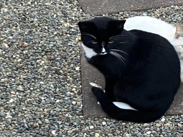 TUX - Domestic Short Hair available for adoption