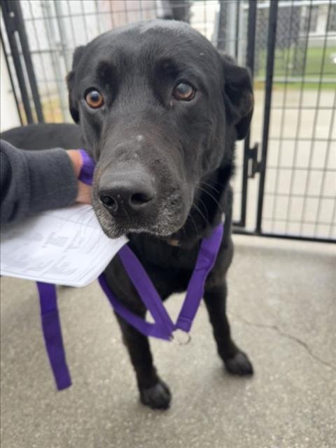 *TETON - Labrador Retriever available for adoption