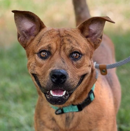 RESPECT - Pit Bull Terrier available for adoption