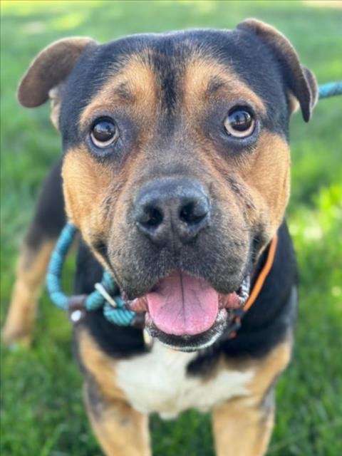 *CARDINAL - Pit Bull Terrier available for adoption