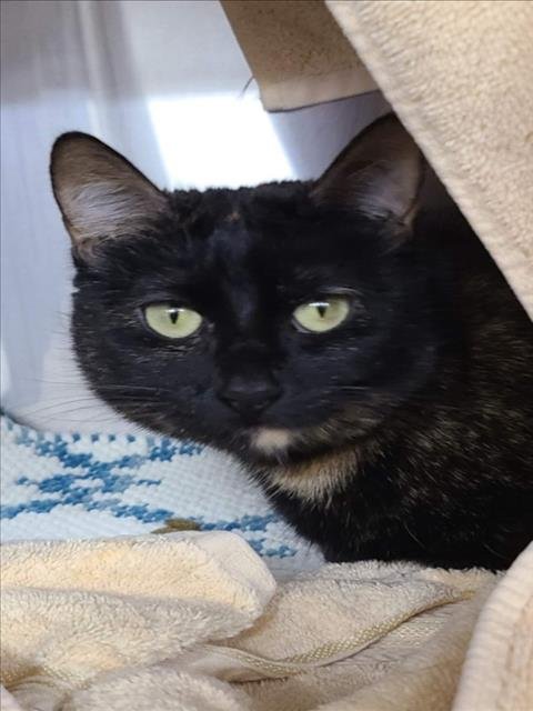 MARIA - Domestic Short Hair available for adoption