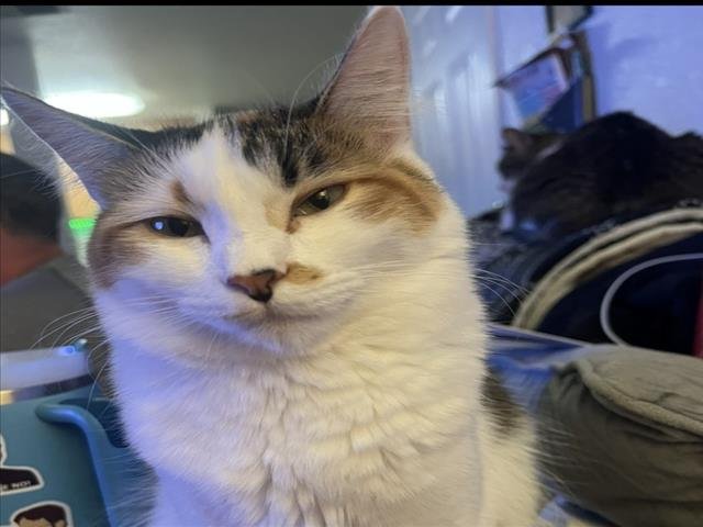 LAYLA - Domestic Medium Hair available for adoption