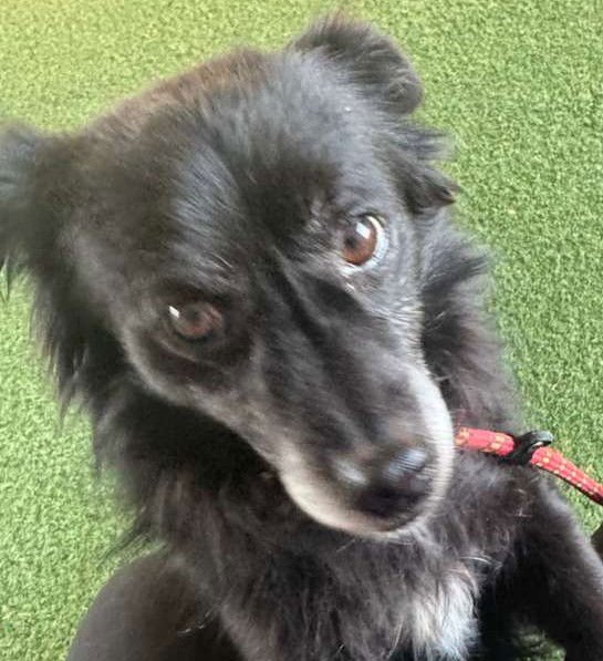 *KATYDID - Pomeranian available for adoption