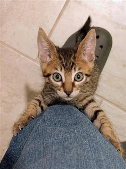 *MR. MOTOR - Domestic Short Hair available for adoption