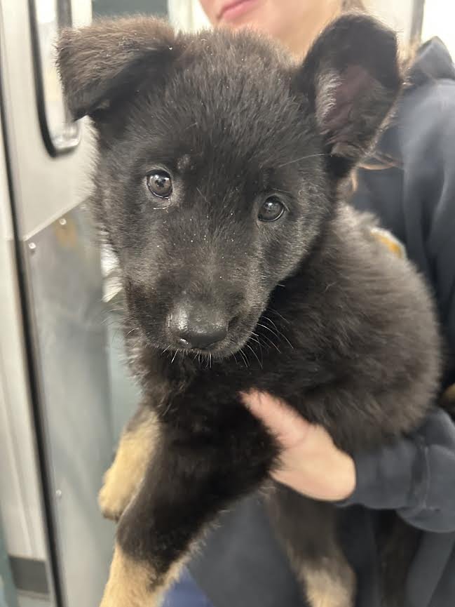 DRAGO - German Shepherd Dog available for adoption