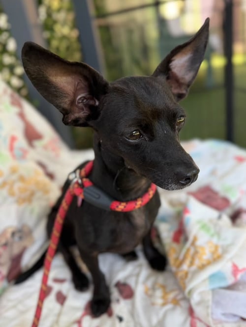 MINNIE - Chihuahua available for adoption