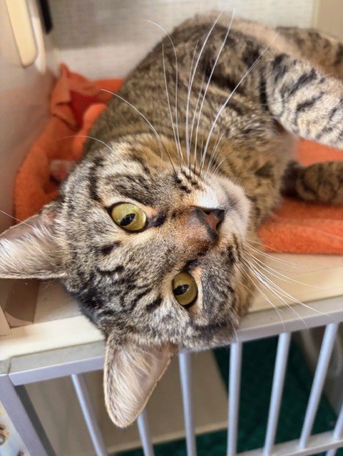 *MUNCHY - Domestic Short Hair available for adoption