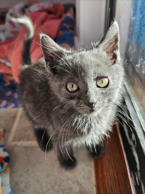 *DUNCAN - Domestic Short Hair available for adoption