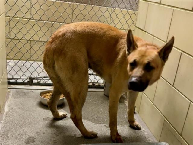*TAMBOURINE - German Shepherd Dog available for adoption