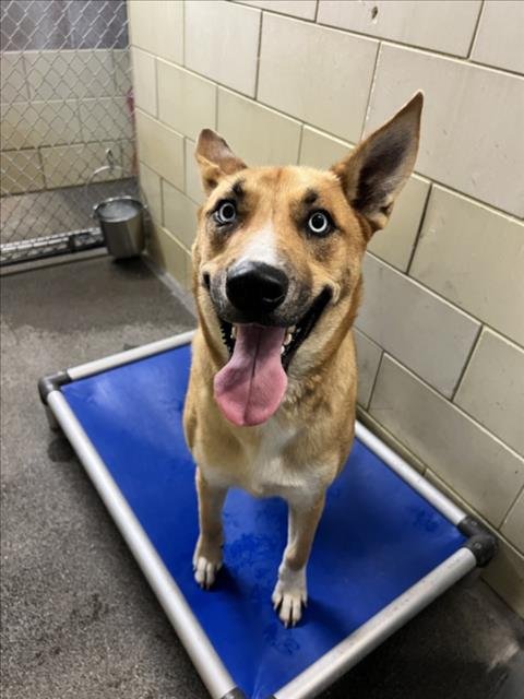 CUPID - Siberian Husky available for adoption