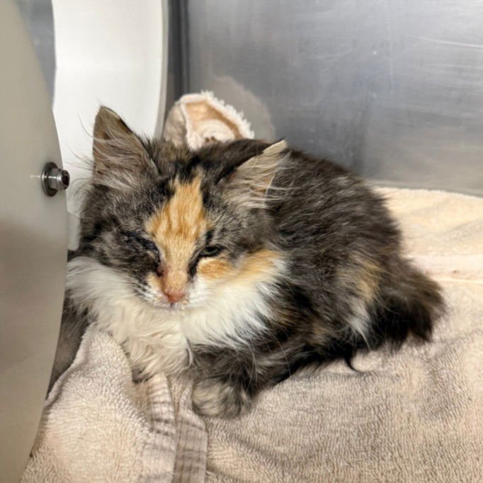 *LUCY - Domestic Long Hair available for adoption