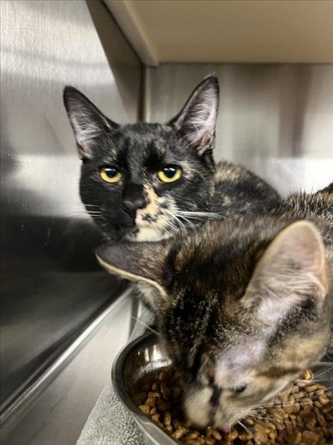 *TORTELLINI - Domestic Short Hair available for adoption