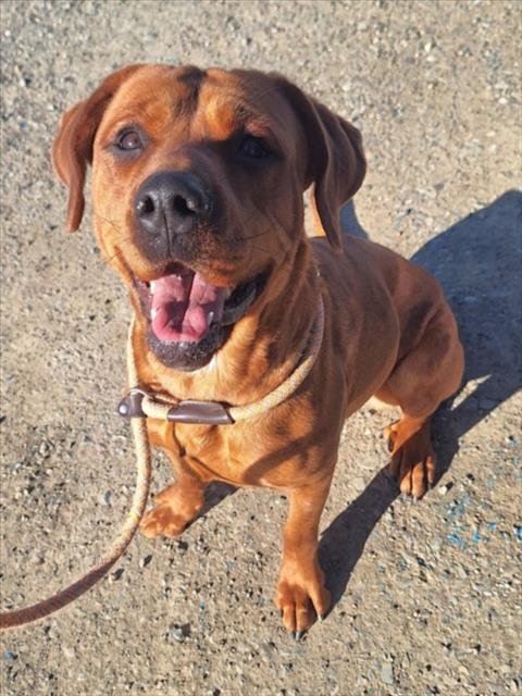 *CELESTA - Redbone Coonhound / Labrador Retriever available for adoption