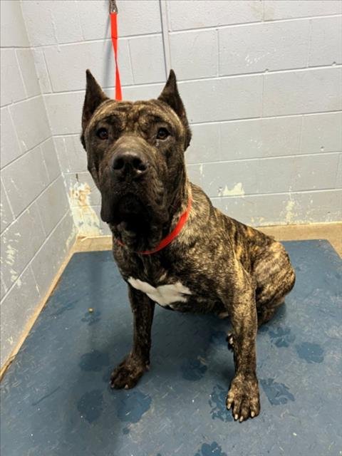 *HANK - Cane Corso Mastiff available for adoption