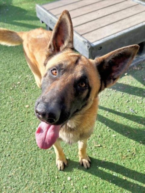 OREJON - German Shepherd Dog available for adoption