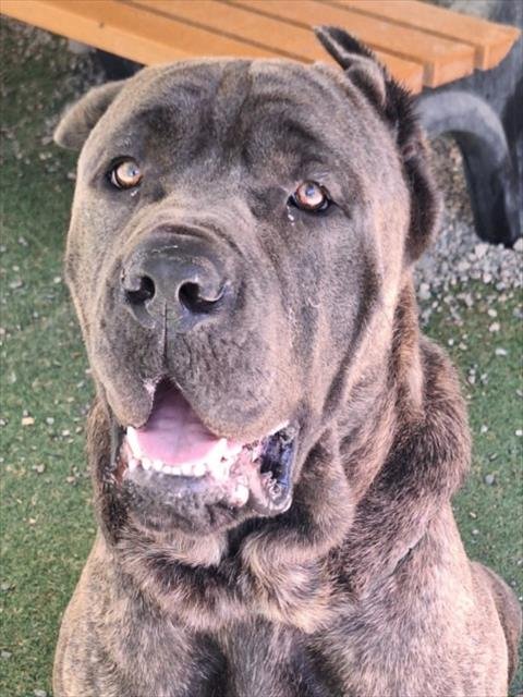 *GARNET - Cane Corso Mastiff available for adoption
