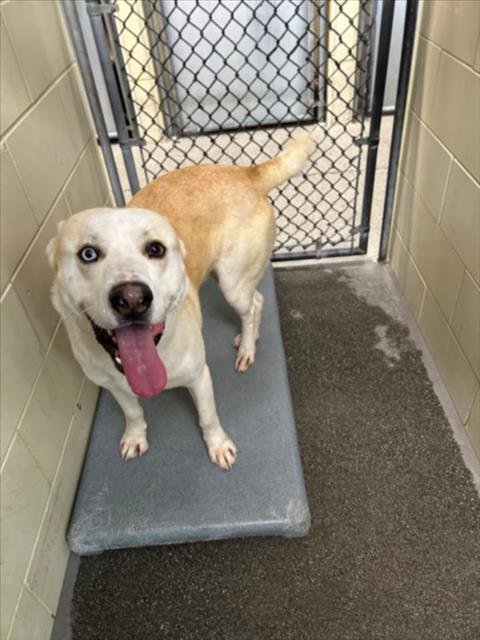 *MARGARINE - Husky / German Shepherd Dog available for adoption