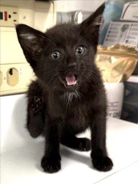 A229653 - Domestic Short Hair available for adoption