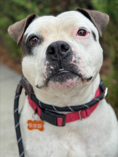 SHI-LOH - Pit Bull Terrier available for adoption