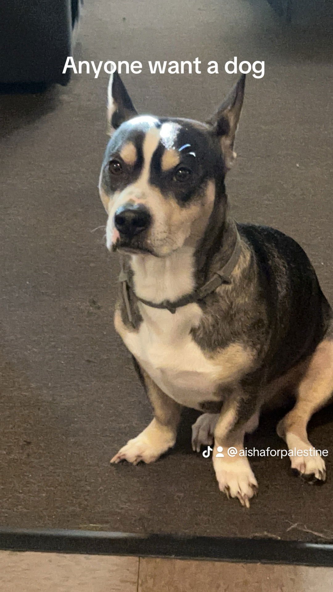 BOSS - Terrier available for adoption