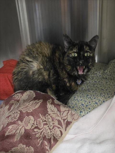 JAZZ - Domestic Short Hair available for adoption