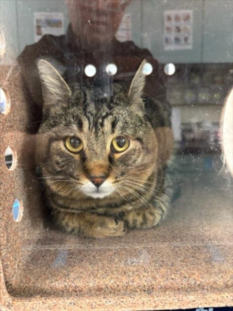 *MUNCHY - Domestic Short Hair available for adoption