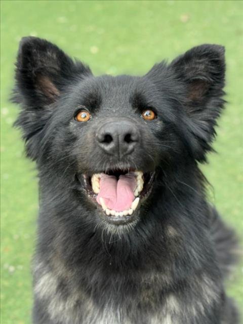 LICORICE - German Shepherd Dog available for adoption