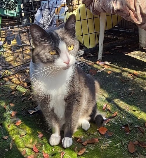 AMY - Domestic Short Hair available for adoption