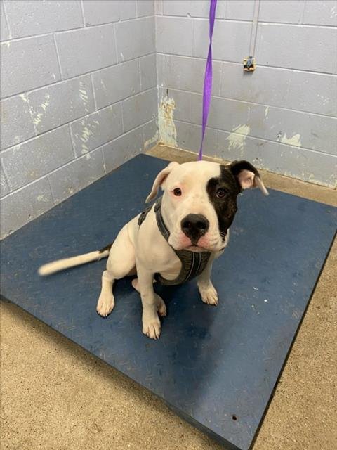 *MANGO - Pit Bull Terrier available for adoption