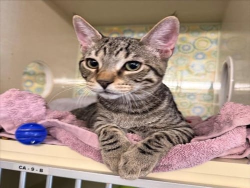 *OAK - Domestic Short Hair available for adoption