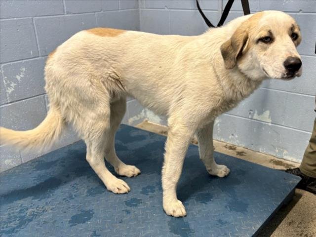 *SKEETER - Anatolian Shepherd available for adoption