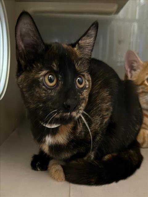 *BELLA - Domestic Short Hair available for adoption