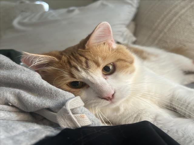 JUICE - Domestic Long Hair available for adoption