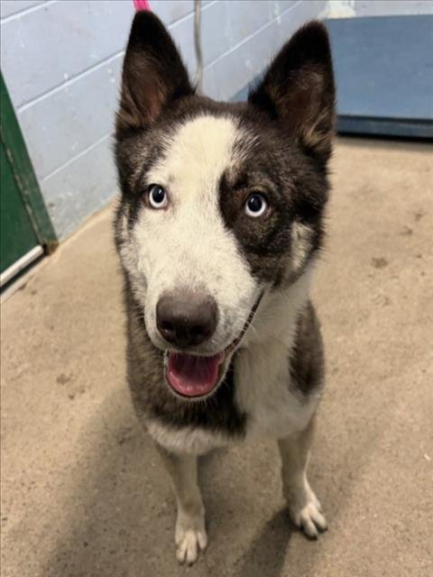 *GUAVA - Siberian Husky available for adoption