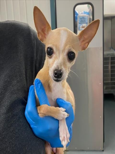 *CRICKET - Chihuahua available for adoption