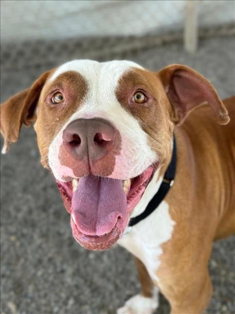 *LOBSTER ROLL - Pit Bull Terrier available for adoption