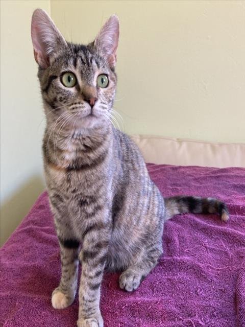 LULU Image