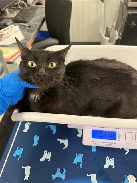 A228368 - Domestic Short Hair available for adoption