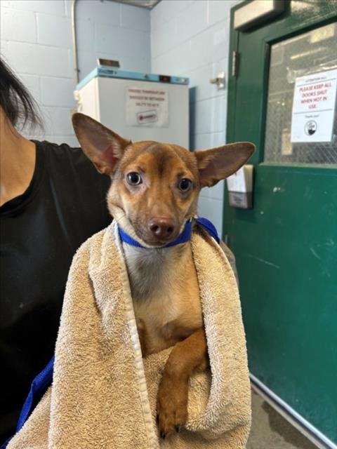 *BENTLEY - Chihuahua available for adoption