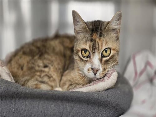 *CLEOCATRA - Domestic Short Hair available for adoption