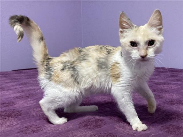 *YORKSHIRE PUDDING - Domestic Short Hair available for adoption