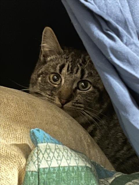 *MILO - Domestic Short Hair available for adoption