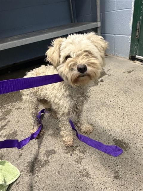 *HAIKU - Poodle (Miniature) available for adoption